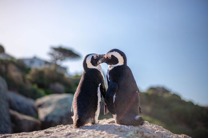 Cape Point & Penguin Xplorer Tour